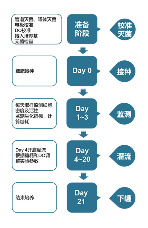 SKC800細胞培養流程圖.jpg